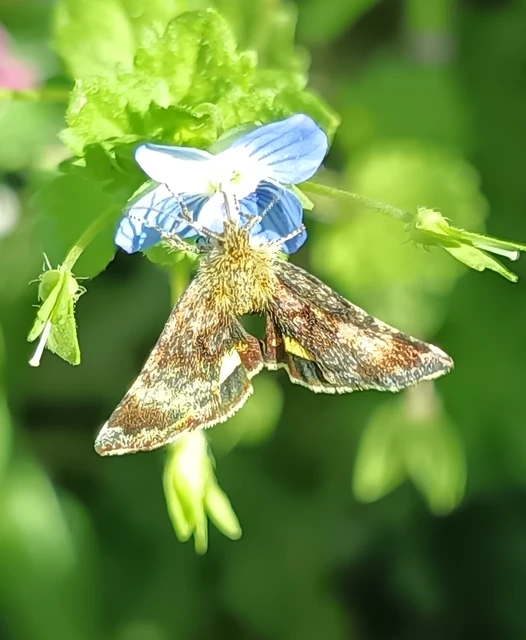 Panemeria tenebrata - apró sárgabagoly