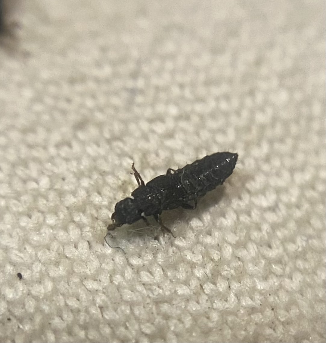 Anotylus intricatus
