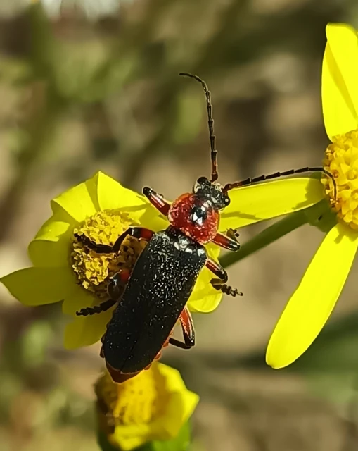 Cantharis rustica - suszterbogár