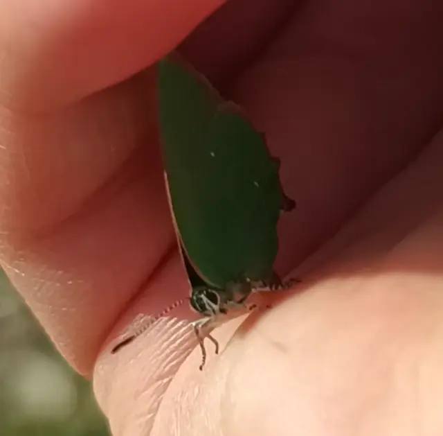 Callophrys rubi - zöldfonákú lepke