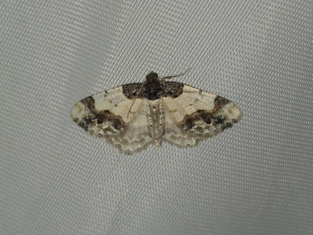 Ligdia adustata - barna levélaraszoló