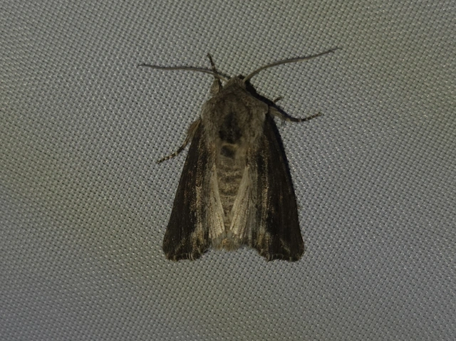 Egira conspicillaris - változékony szürkebagoly