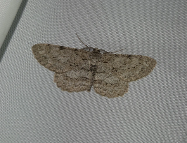 Hypomecis punctinalis - pettyes faaraszoló