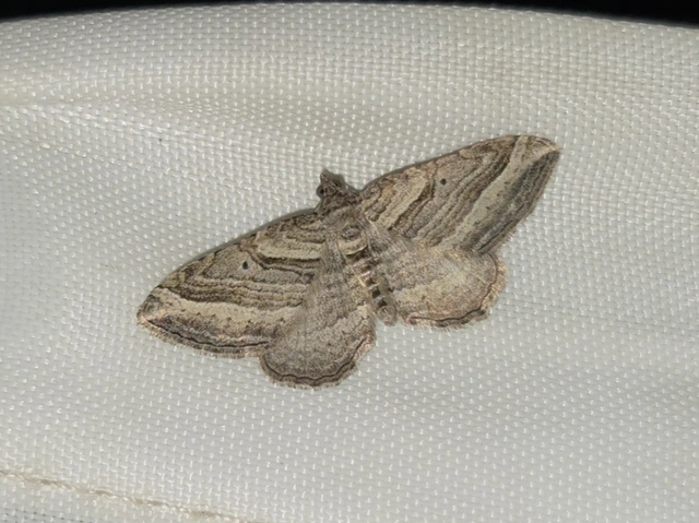 Costaconvexa polygrammata - soksávú araszoló
