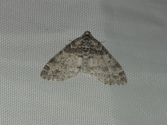 Lobophora halterata - szárnyfüggelékes araszoló