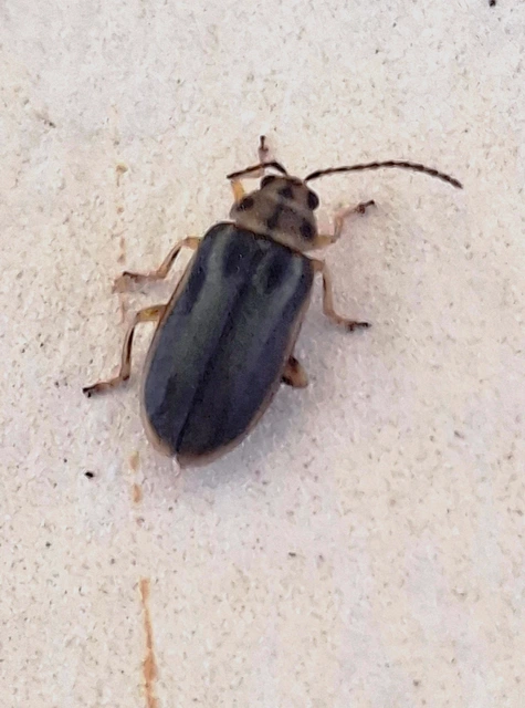 Xanthogalerucella luteola - szilfa-olajosbogár