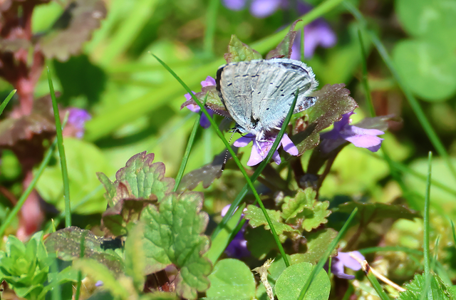 Celastrina argiolus - bengeboglárka