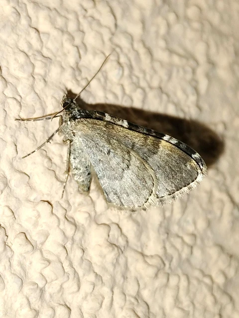 Xanthorhoe fluctuata - közönséges tarkaaraszoló