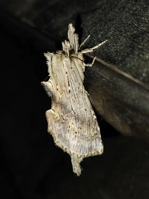 Pterostoma palpina - csőrös púposszövő