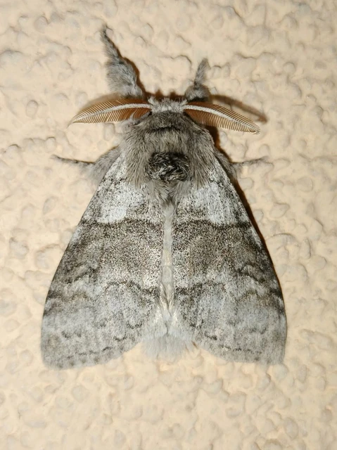 Calliteara pudibunda - hamvasszövő