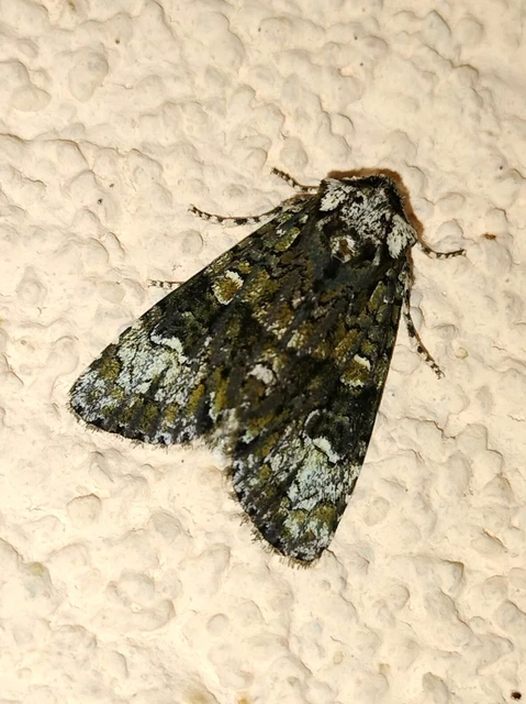 Craniophora ligustri - fagyalbagoly
