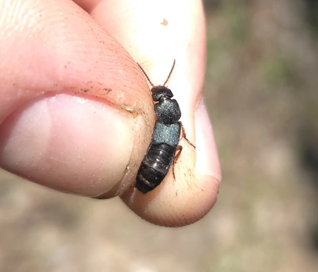 Platydracus fulvipes - fémkék holyva Platydracus fulvipes - fémkék holyva