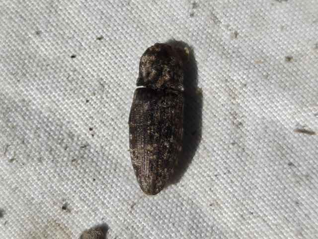 Agrypnus murinus - egérszínű pikkelyespattanó