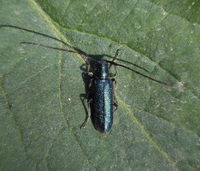 Agapanthia
