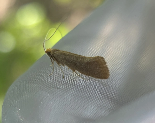 Nematopogon