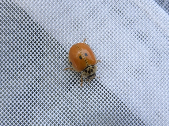 Adalia decempunctata - tízpettyes katica