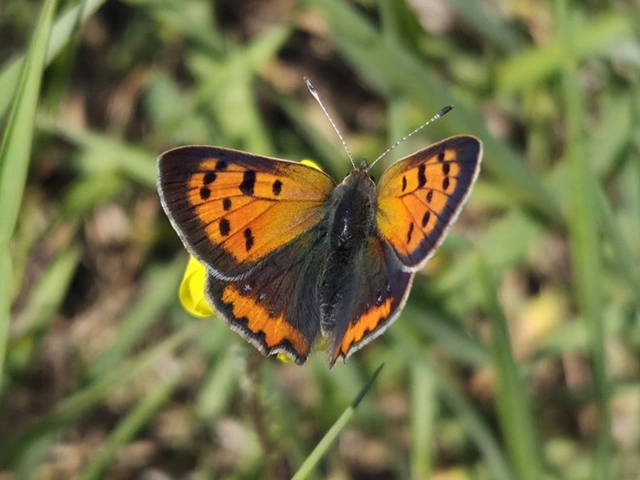 Lycaena phlaeas - közönséges tűzlepke