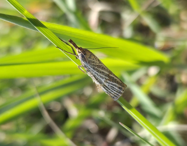 Thisanotia chrysonuchella - tavaszi fűgyökérmoly