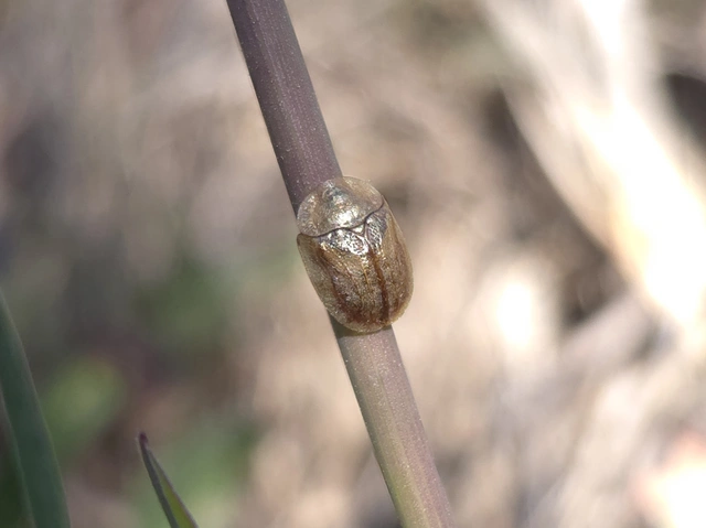 Hypocassida