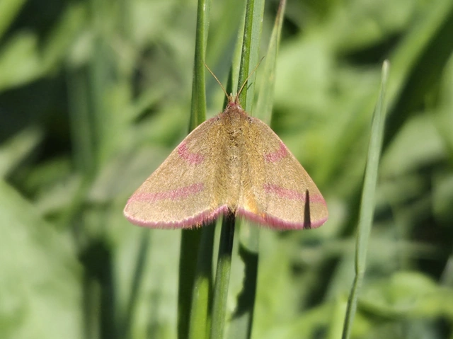Lythria purpuraria - bíborsávos araszoló