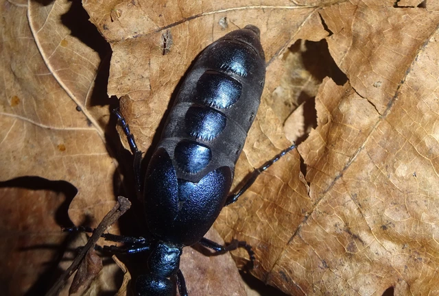 Meloe violaceus - kék nünüke