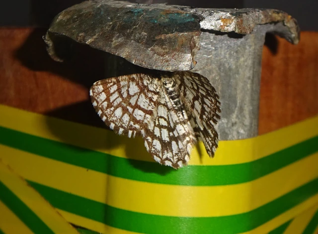 Chiasmia clathrata - rácsos rétiaraszoló