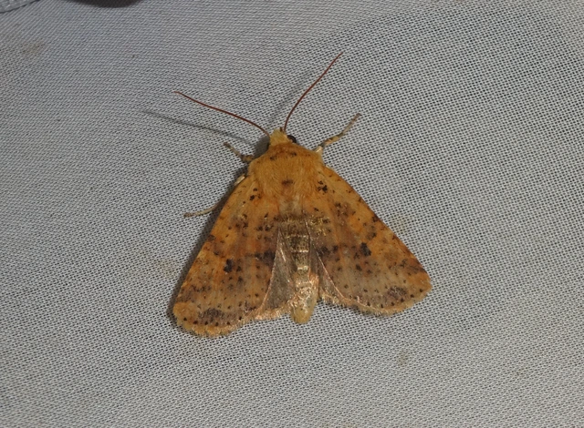 Conistra rubiginea - vörös őszibagoly