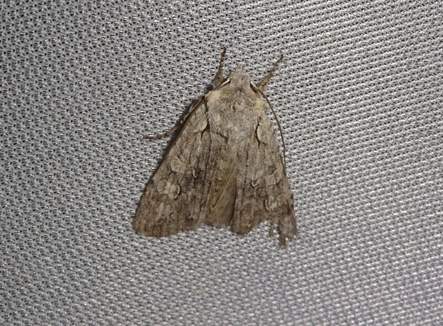 Lithophane ornitopus - közönséges fabagoly