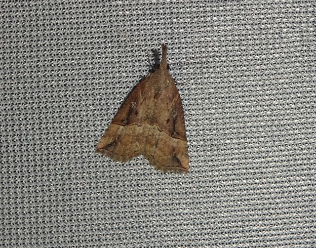 Hypena rostralis - közönséges karcsúbagoly