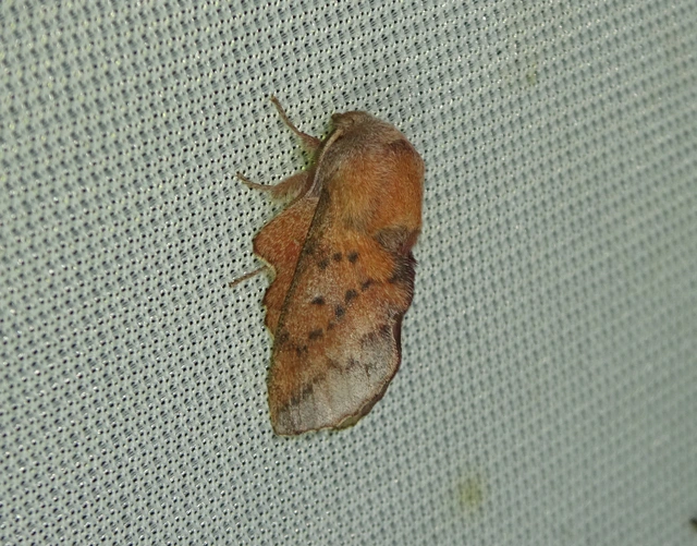 Phyllodesma tremulifolia - nyárlevélpohók