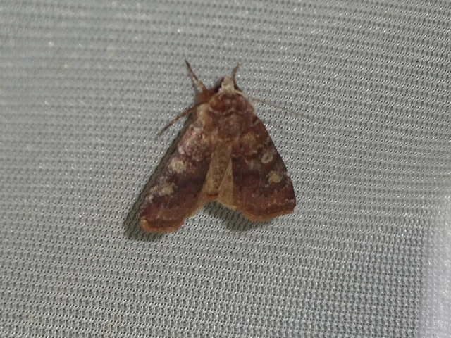 Cerastis leucographa - fehérjegyes tavaszibagoly