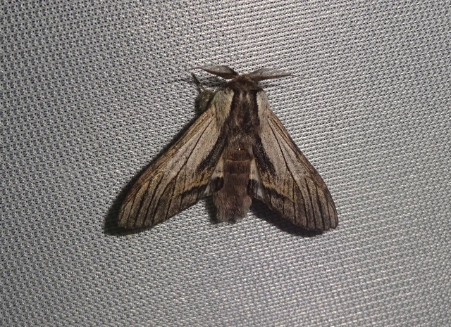 Harpyia milhauseri - pergamen-púposszövő