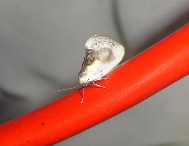 Cilix glaucata - törpe sarlósszövő