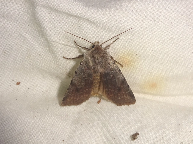 Cerastis rubricosa - vörhenyes tavaszibagoly
