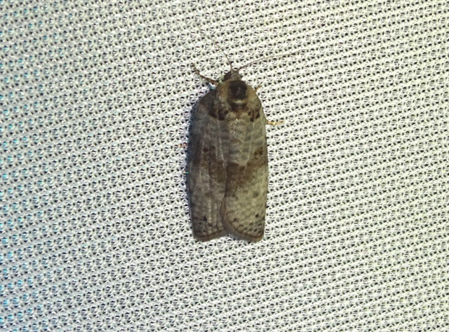 Pseudeulia asinana - korai sodrómoly