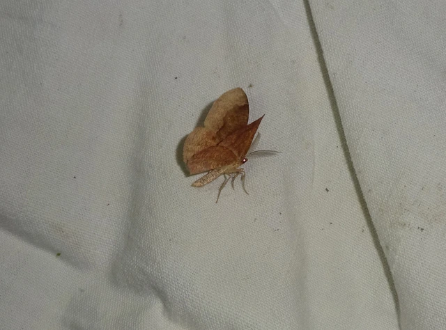 Plagodis pulveraria - szemcsés araszoló