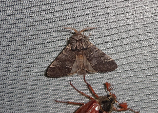 Drymonia ruficornis - cserfa-púposszövő
