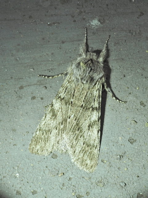 Dicranura ulmi - szilfa-púposszövő