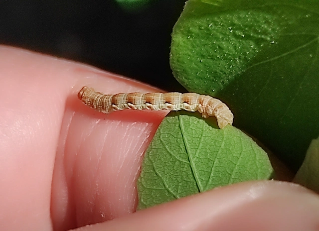Erannis defoliaria - nagy téliaraszoló