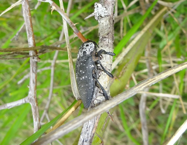 Capnodis tenebrionis - kökény-tükrösdíszbogár