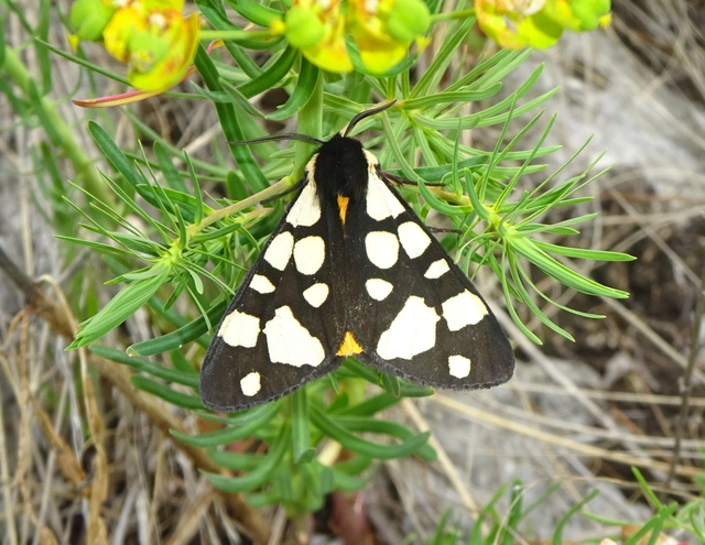 Arctia villica - fekete medvelepke