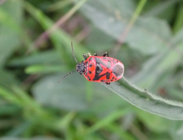 Eurydema ornata - díszespoloska Eurydema ornata - díszespoloska