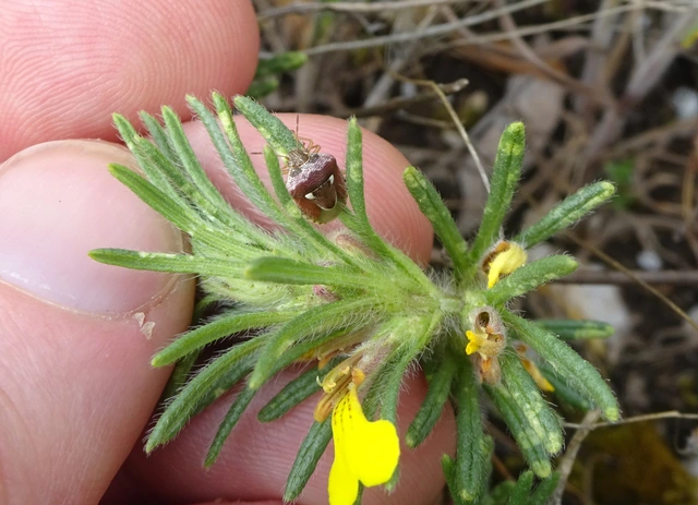 Stagonomus bipunctatus - kétpettyes címerespoloska Stagonomus bipunctatus - kétpettyes címerespoloska