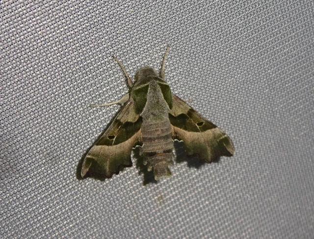 Proserpinus proserpina - törpeszender
