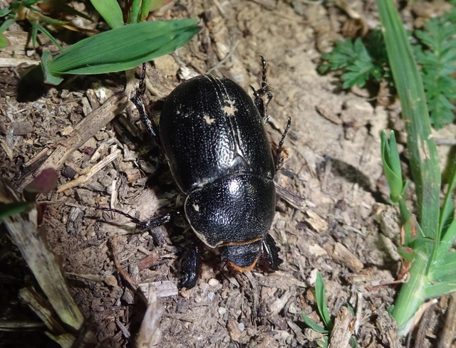 Pentodon idiota - butabogár