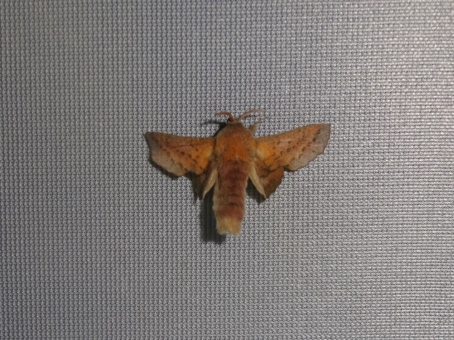 Phyllodesma tremulifolia - nyárlevélpohók