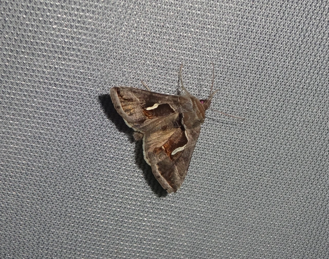 Macdunnoughia confusa - cseppfoltos ezüstbagoly