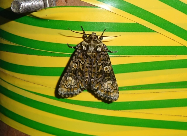 Craniophora ligustri - fagyalbagoly