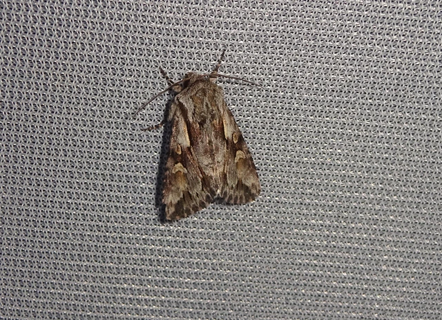 Chloantha hyperici - orbáncfű-sugarasbagoly