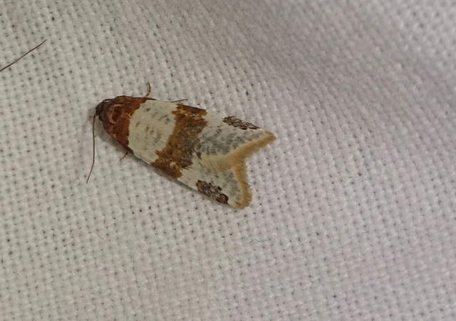 Periclepsis cinctana - galériás sodrómoly